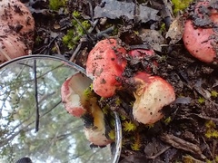 Russula persanguinea