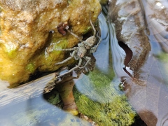 Pardosa pseudoannulata