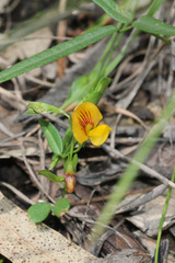 Zornia dyctiocarpa