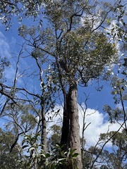 Eucalyptus