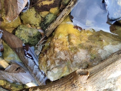 Pardosa pseudoannulata