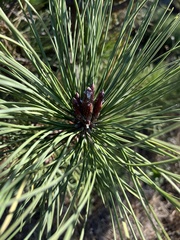Pinus muricata
