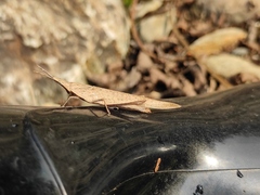 Atractomorpha lata