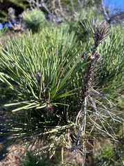 Pinus muricata