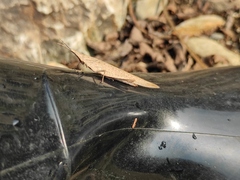 Atractomorpha lata