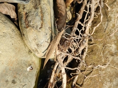 Atractomorpha lata