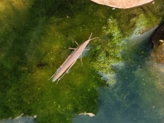 Atractomorpha lata