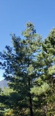 Pinus wallichiana