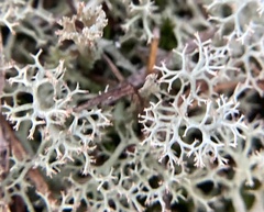 Cladonia rangiferina
