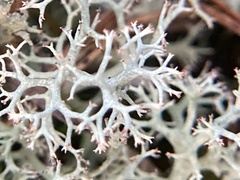 Cladonia rangiferina