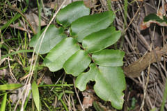 Pellaea paradoxa