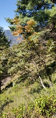 Juglans