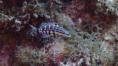 Serranus tigrinus