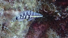 Serranus tigrinus