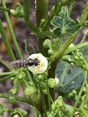 Melangyna viridiceps