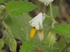 Solanum tweedianum