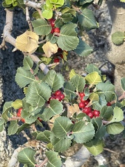 Rhamnus ilicifolia