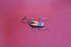 Chauliognathus limbicollis