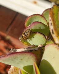 Eristalinus punctulatus
