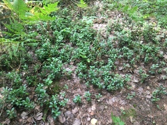 Chimaphila umbellata cisatlantica