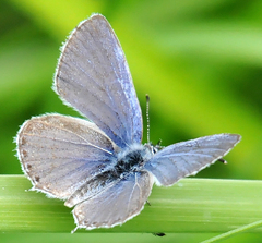 Cupido amyntula