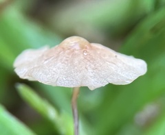 Marasmius graminum