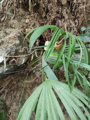 Trachycarpus fortunei