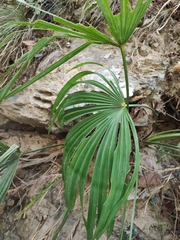 Trachycarpus fortunei