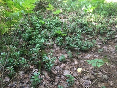 Chimaphila umbellata cisatlantica