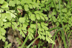 Adiantum aethiopicum