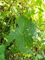 Girardinia diversifolia