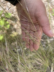 Austrostipa scabra