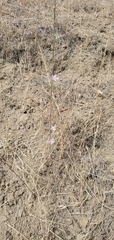 Stephanomeria virgata