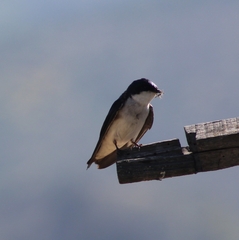 Tachycineta leucopyga