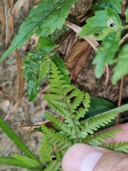 Ctenitis subglandulosa