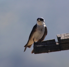 Tachycineta leucopyga