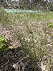 Austrostipa scabra