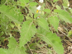 Solanum tweedianum