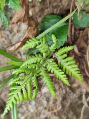 Ctenitis subglandulosa