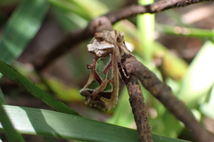 Cosmodes elegans