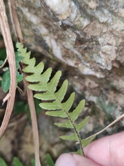 Phegopteris decursive-pinnata