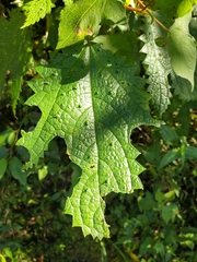 Girardinia diversifolia