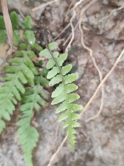 Phegopteris decursive-pinnata