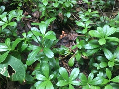 Chimaphila umbellata cisatlantica
