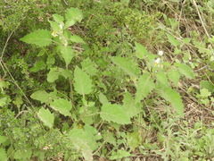 Solanum tweedianum