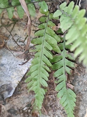 Phegopteris decursive-pinnata
