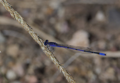 Enallagma semicirculare