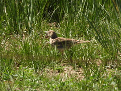 Melanocorypha maxima