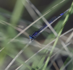 Enallagma semicirculare