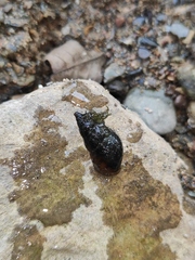Koreoleptoxis
